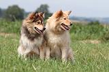 CHIEN FINNOIS DE LAPONIE 695